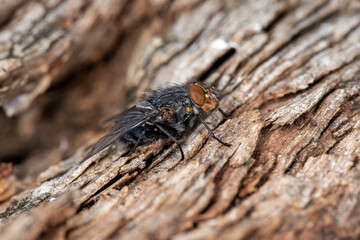 A black blow fly (calliphora vicina) about to take off from rotten and decaying wood