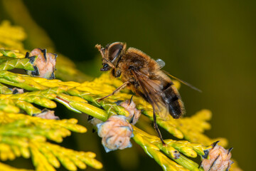 A drone fly (Eristalis pertinax) cleaning its hairy head with its legs.
