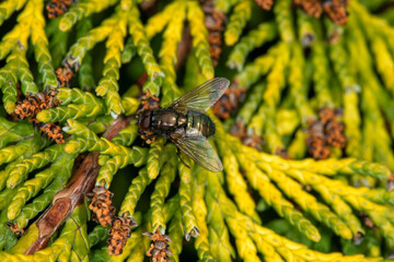 A small greenish fly (metopia SPP) male, surrounded by male Lawson Cypress cones