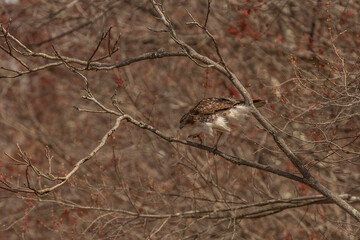 Red-tailed Hawk walks up a tree branch