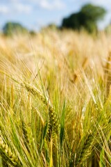 Closeup shot of wheat crop in the golden field.