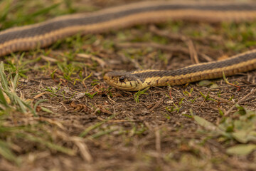 Ribbon Snake stares down a preceived threat