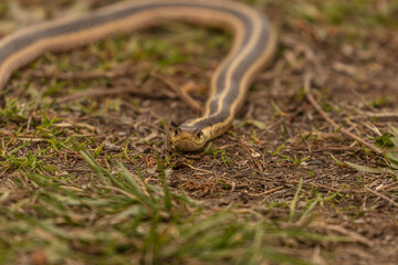 Ribbon Snake stares down a preceived threat