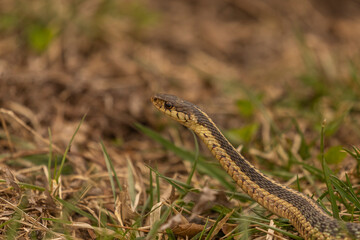 Ribbon Snake pauses while slithering through the grass