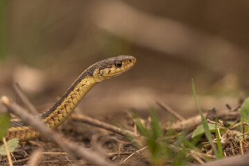 Ribbon Snake pauses while slithering through the grass