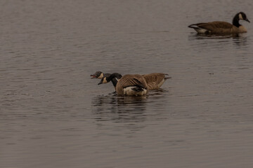 Canada Geese squabble in the water of the marsh