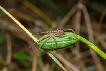 Crowned Nursery-web Spider (Rothus sp)