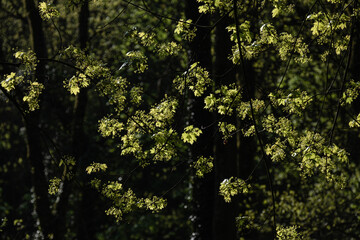 Fototapeta premium Premières feuilles