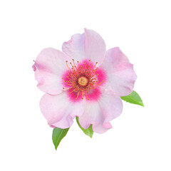 Fototapeta premium pink wild rose isolated (.png file)