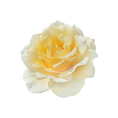 yellow rose isolated (.png file)