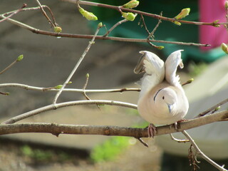 bird on a branch ready to fly