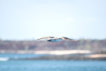 Flight over the ocean