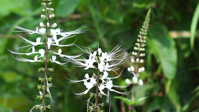 Orthosiphon aristatus (Also called kumis kucing, kidney tea plants, java tea, remujung, cat's whiskers) flower. As a medical herb, it is used for increasing excretion of urine, lowering uric acid etc