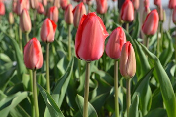 Fototapeta premium red tulips The tulips in spring very colorful flowers.