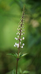 Orthosiphon aristatus (Also called kumis kucing, kidney tea plants, java tea, remujung, cat's whiskers) flower. As a medical herb, it is used for increasing excretion of urine, lowering uric acid etc