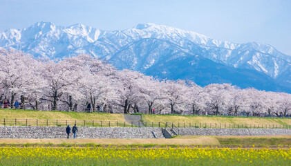 Funakawa Beri in Asahi Town, Toyama Prefecture, which is popular for seeing the 
