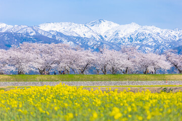 Funakawa Beri in Asahi Town, Toyama Prefecture, which is popular for seeing the "spring quartet" of cherry blossoms, tulips, rape blossoms, and snowy mountains.
