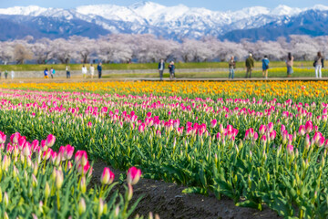Funakawa Beri in Asahi Town, Toyama Prefecture, which is popular for seeing the "spring quartet" of cherry blossoms, tulips, rape blossoms, and snowy mountains.