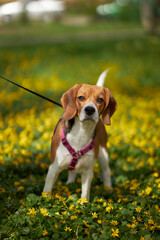  Close-up portrait of a Beagle dog. The concept of love for animals. Young dog in nature. Puppy on...