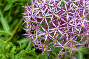 A bumblebee collects pollen from a cluster of purple giant onoin (Allium giganteum) flowers during spring/summer