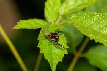 African Jumping Spiders (Thyenula sp)