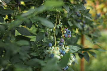 Blueberries on a branch in the garden. Growing organic blueberries on the farm. 