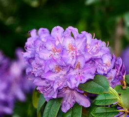 Rhododendron is a genus of 1,024 species of woody plants in the heath family, either evergreen or deciduous, and found mainly in Asia, although it is also widespread throughout the Southern Highlands