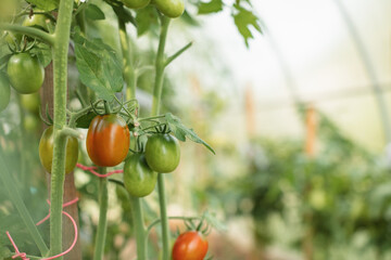 Tomatoes ripen in a greenhouse. Growing organic vegetables. Copy space.