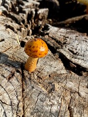 mushroom on a tree
