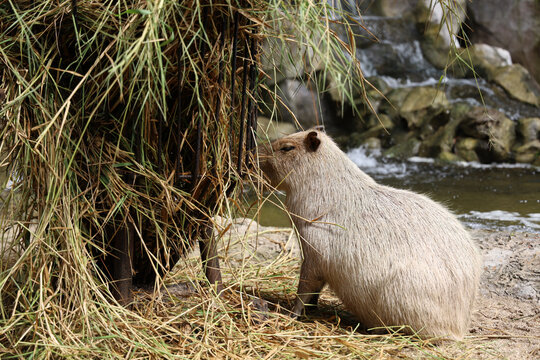The Capybara giant rat is cute animal in garden