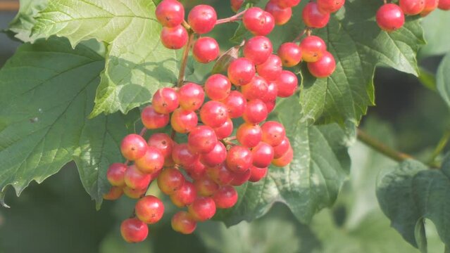 Red viburnum berries on a background of green bush leaves. Soft selective focus. Camera panning