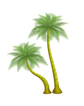 Two coconut palm trees green leaves isolated on white background. 3d vector EPS10 illustration.