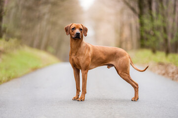 Pure bred rhodesian ridgeback 