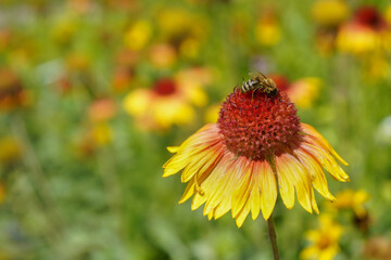 A honey bee on a blanket flower in a garden