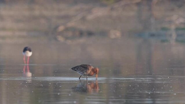 Black tailed godwit in the water (Limosa limosa)