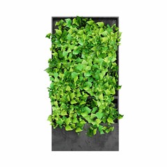 3D rendering of a green plant wall on a black frame isolated on white background