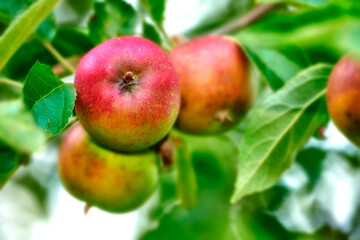 An apple per day keeps the doctor away. Apple-picking has never looked so enticing - a really healthy and tempting treat..