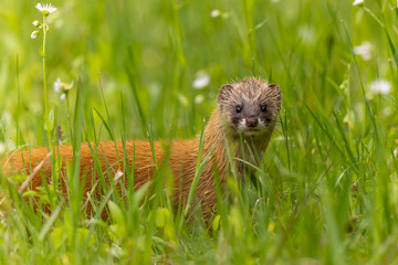 草むらを歩く濡れたイタチ