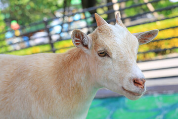 Portrait of a young Goat. Goat at the farm.