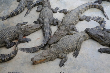 Crocodile in the farm and zoo in Thailand.