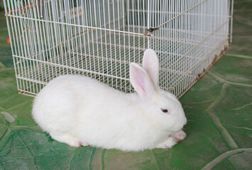 White rabbit standing in front of cage in the zoo