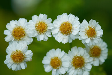 Mutterkraut (Tanacetum parthenium) 