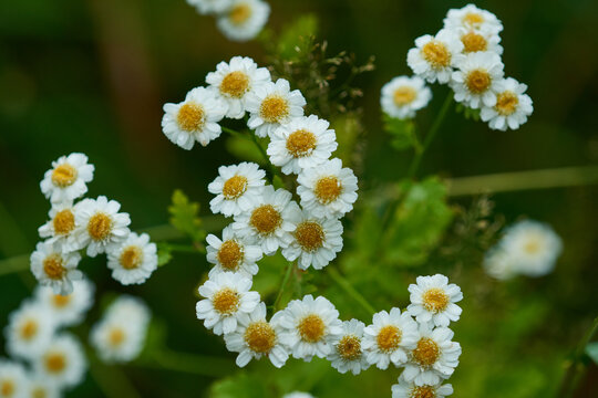 Mutterkraut (Tanacetum parthenium) 