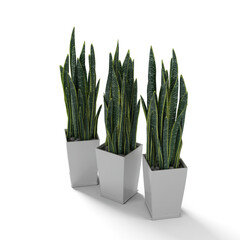 Closeup shot of three snake plants in minimalist flowerpots on a white background