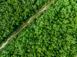 Aerial top view of green forest and forest trail. Drone view of green trees captures CO2. Green trees background for carbon neutrality and net zero emissions concept. Sustainable green environment.
