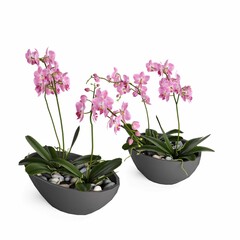 3D rendering of pink orchid flowers in pots isolated on a white background