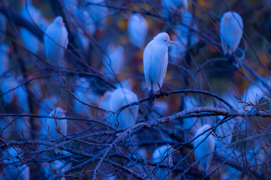 Cattle egrets perching on tree branch