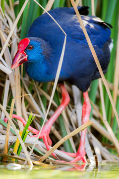 Western swamphen bird near grass in water