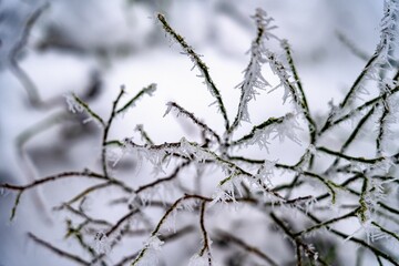 a frosty branch with many icicles hanging off the branch