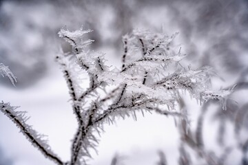 a bush with ice on it in a snowy field and trees